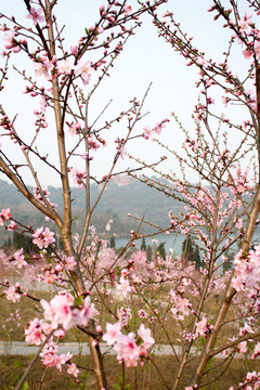 桃花