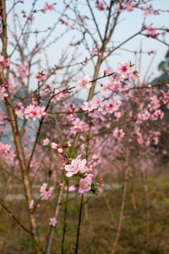 桃花