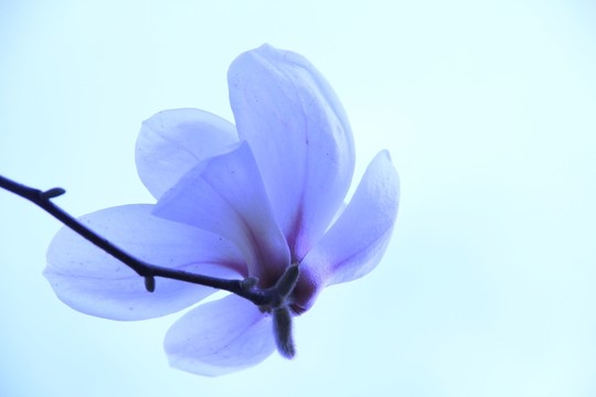 玉蘭花