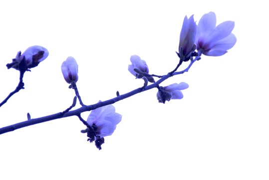 玉蘭花
