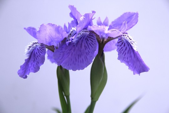 高清鳶尾花