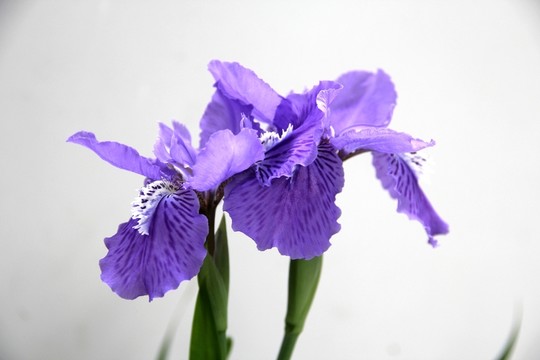 鳶尾花
