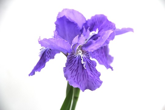 鳶尾花