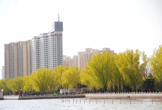 柳樹與建筑