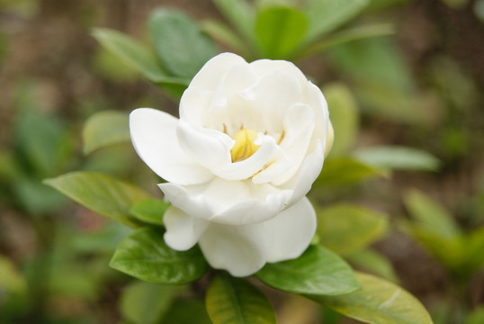 梔子花