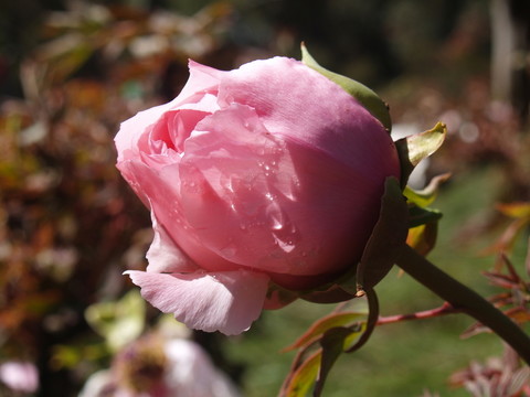 馬櫻花 花