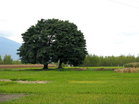 大樹和草地