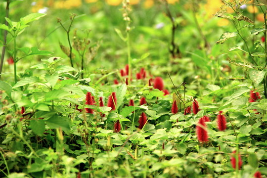 藥用植物園觀賞園