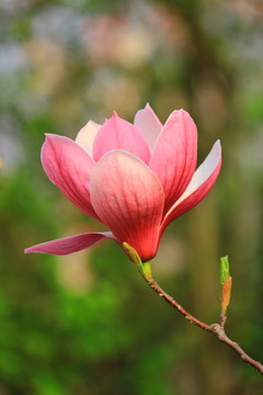 玉蘭花開