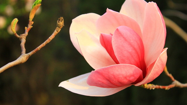 玉蘭花開