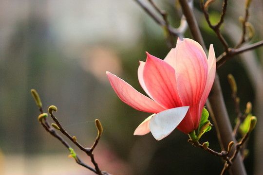玉蘭花開