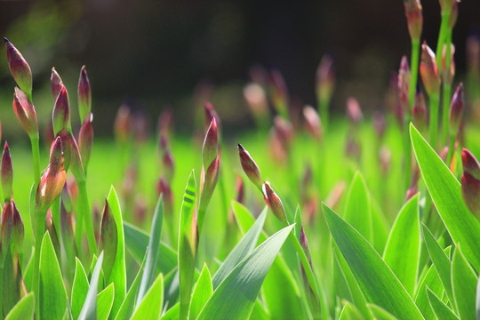 鳶尾花