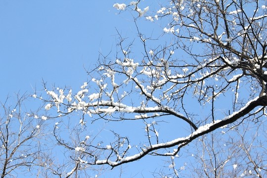 雪景洋槐枝