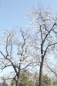 雪景洋槐枝