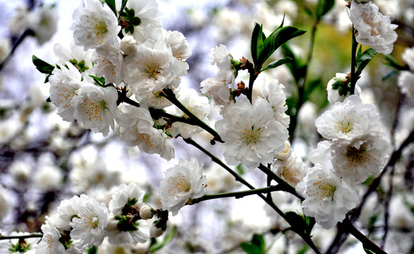 桃花
