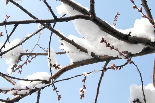 雪景桃花
