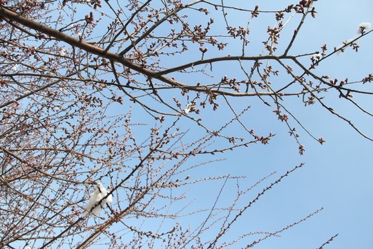 桃花枝