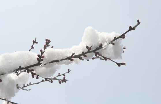 雪景桃花