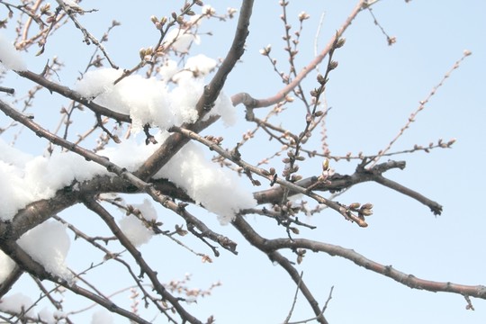雪壓桃花枝
