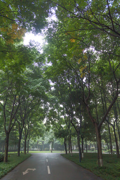 樹(shù)蔭道路