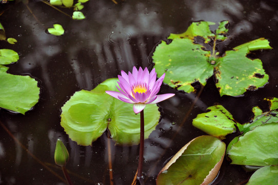蓮花