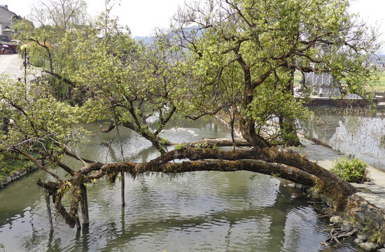 小河