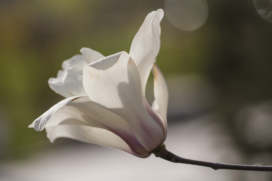 白色玉蘭花