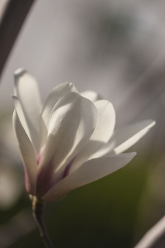 玉蘭花
