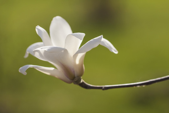 玉蘭花