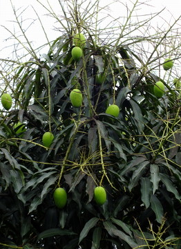 芒果樹(shù)