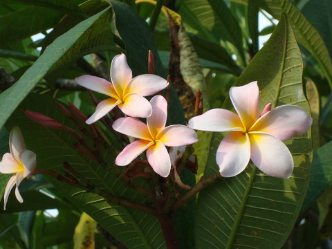 熱帶花卉