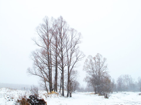 紅柳雪景