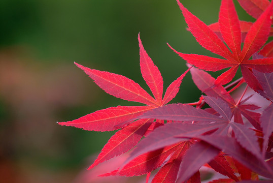 紅葉