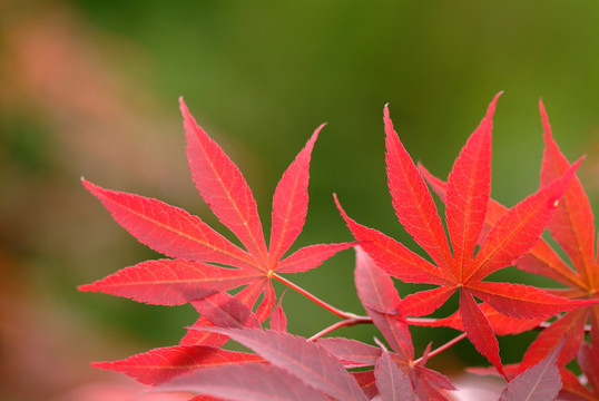 紅葉