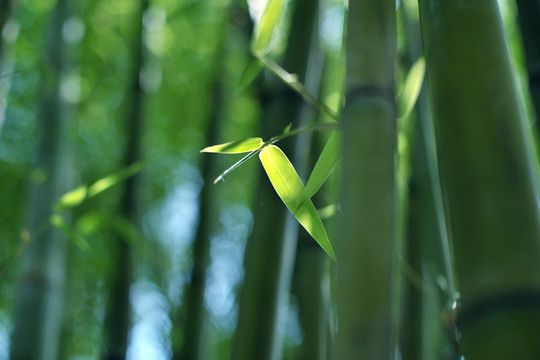 竹葉
