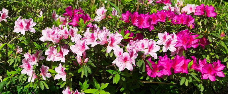 杜鵑花  大圖