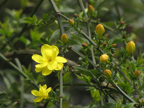 迎春花