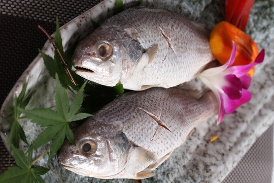 小黃魚