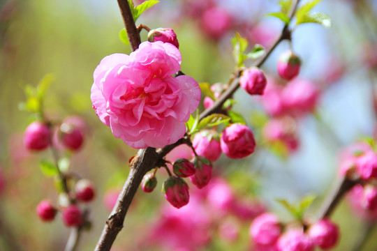 梅花 重瓣榆葉梅
