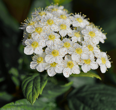 小花