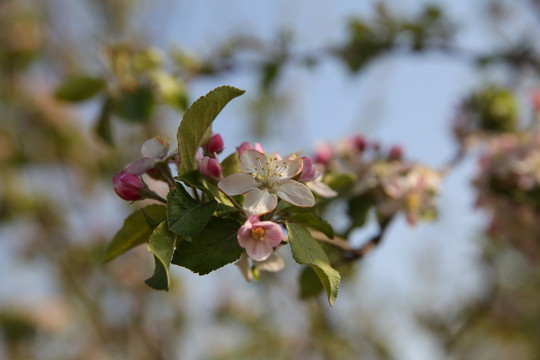 蘋果花