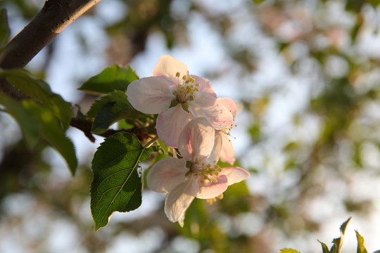 蘋果花