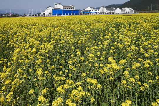 油菜花