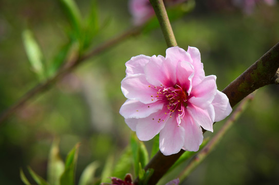 桃花