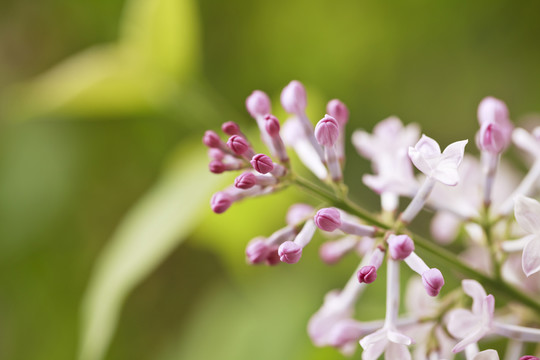 紫花