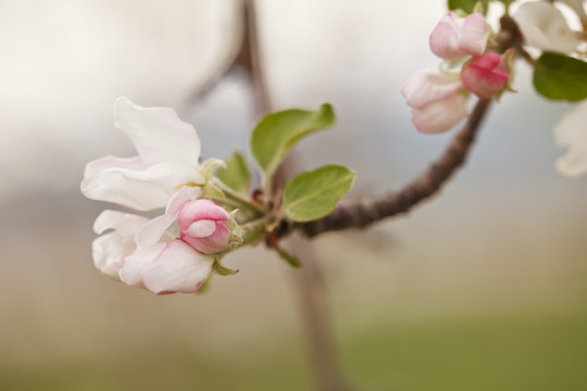 蘋(píng)果花