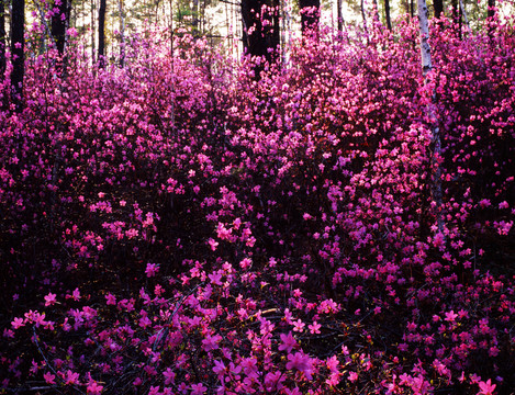 杜鵑花開
