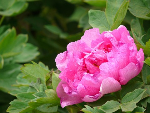 牡丹花