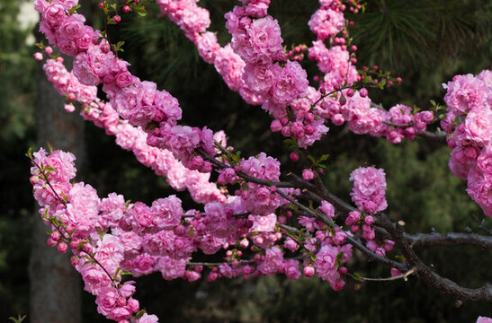 桃花