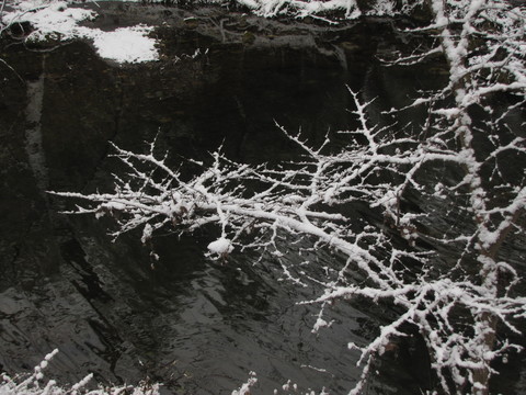 玉樹瓊枝